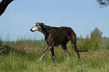 GREYHOUND 117